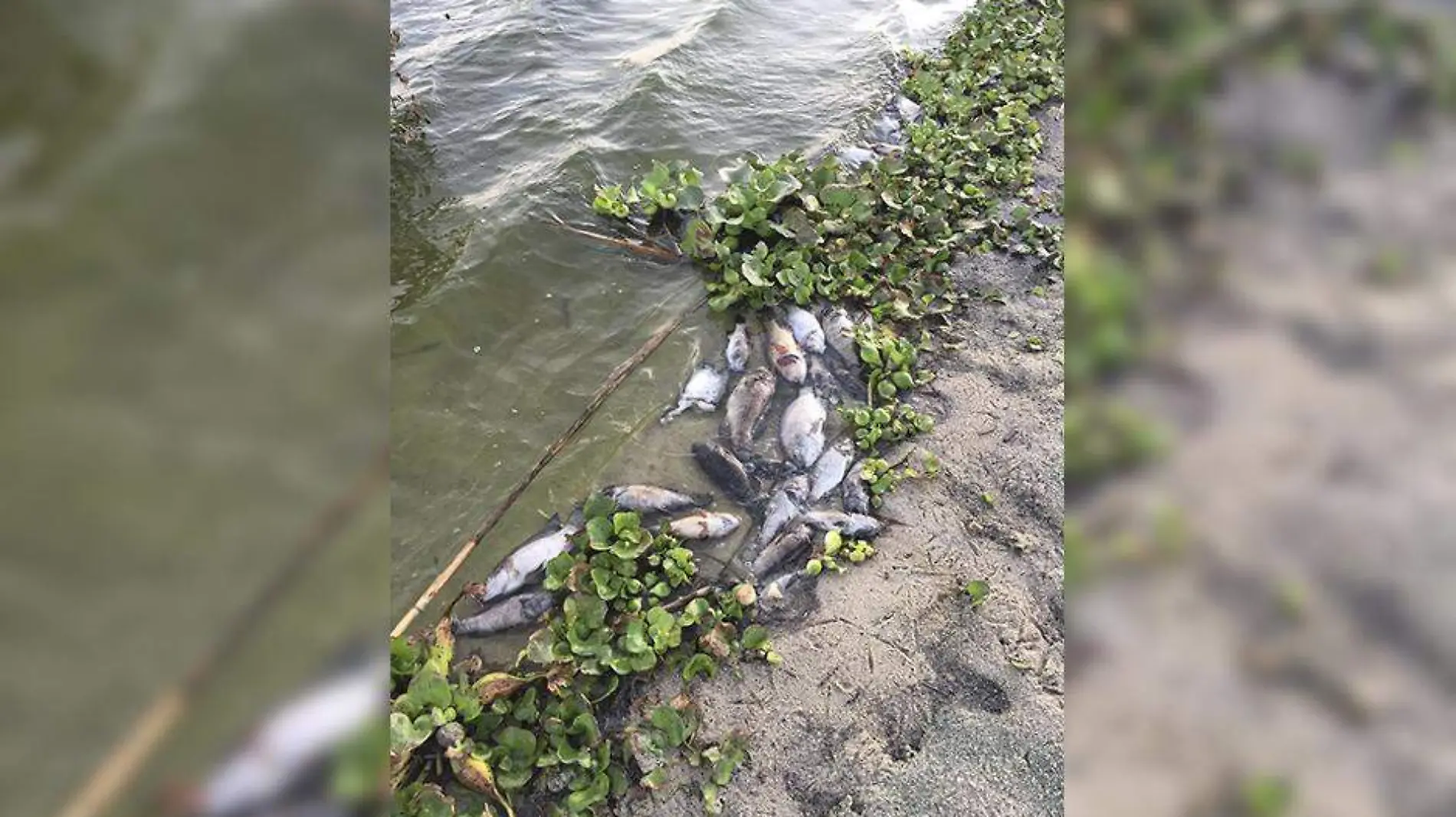 Peces muertos en estero josefino